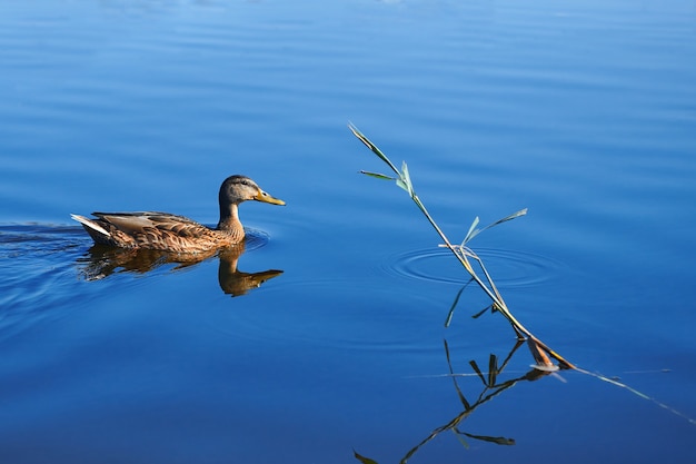 Brown duck is swimming on the blue water of lake