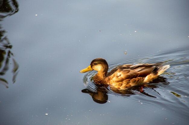 Brown duck with beautiful feathers bathing in the lake