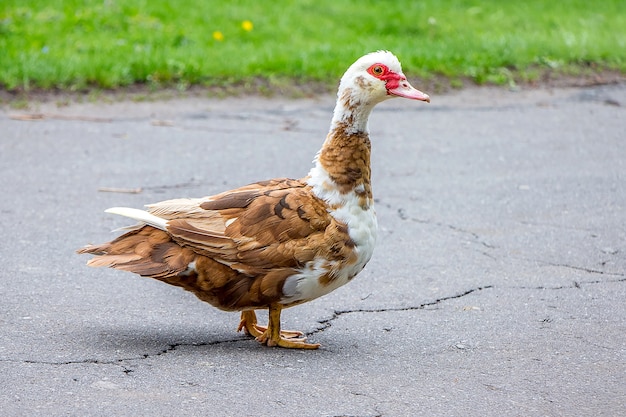 Brown duck in the yard of the farm. Breeding ducks_