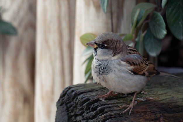 Brown european sparrow close-up in the city