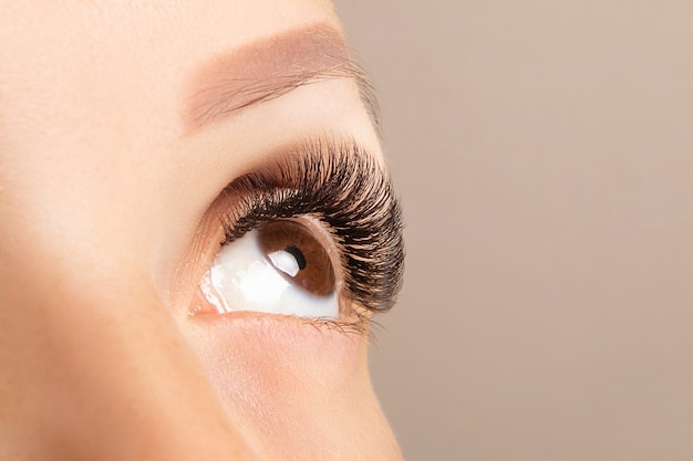 Brown eye with beautiful long lashes close-up. Brown color eyelash extension