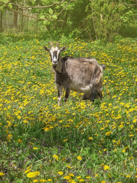 Brown goat in the field Brown and white goat kneeling on green grass