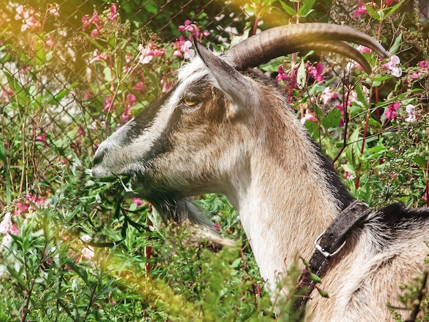 Brown goat in the field Brown and white goat kneeling on green grass