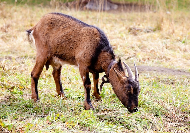 Brown goat grazing on a meadow