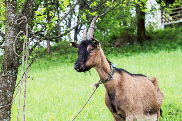 Brown goat in the meadow. 