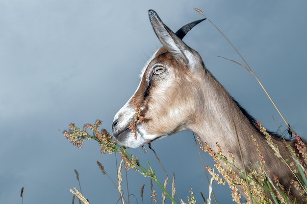 Brown goat shot in profile chew the grass in meadow