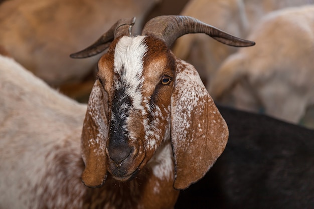 A brown goat with long ears stands in the pen