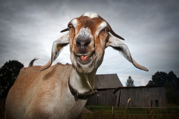 Brown goat witty shows his tongue, photographed in a background of an old village