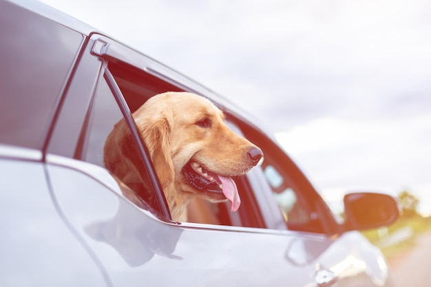 Brown Golden Retriever sitting on the ground beside yellow luggage and blur of car background Ready or preparing to travel concept