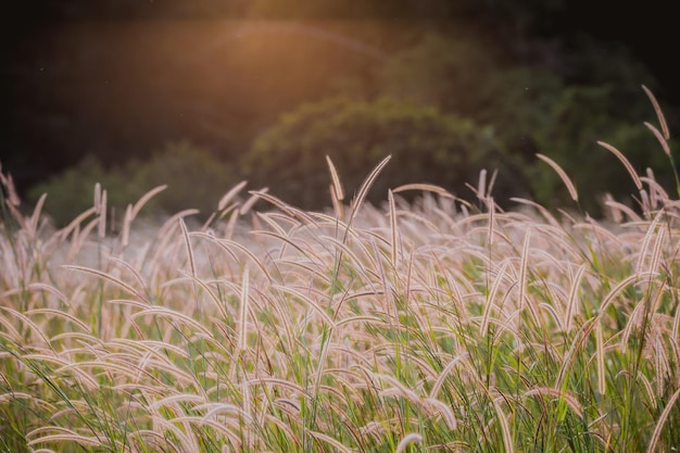 Brown grass field in the morning sun light