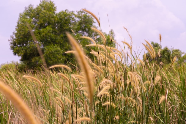 Brown of grass field in thailand