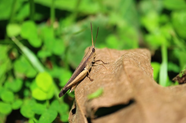 Brown grasshopper climbing on dried fallen Leaf