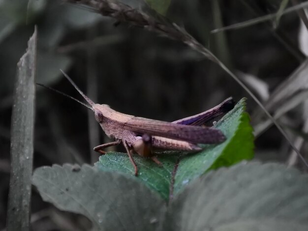 The brown grasshopper on the green leaf