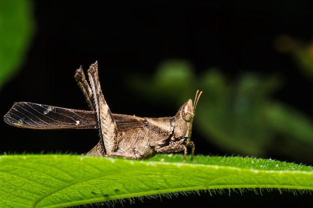 Brown grasshopper on leaf