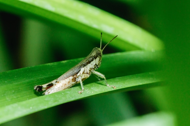 Brown grasshopper on leaves in nature.