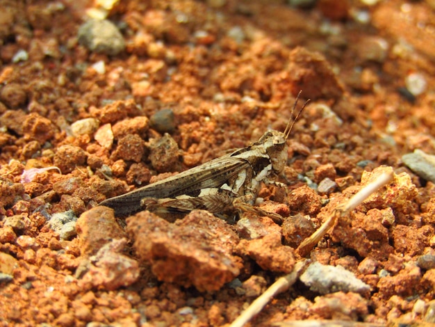 Brown grasshoppers on the ground