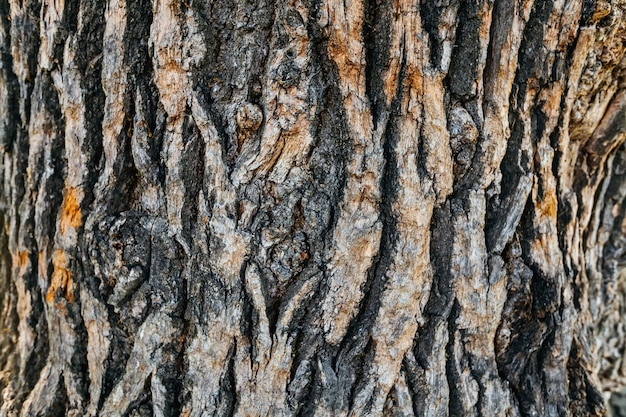 Brown and gray bark of old oak close-up of an interesting pattern