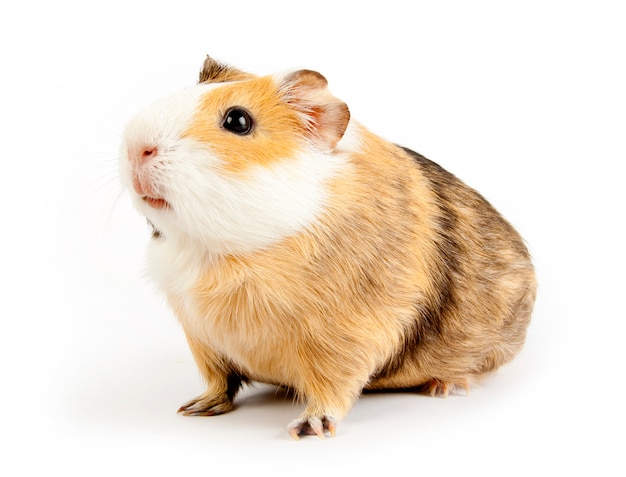 Brown guinea pig on white isolated