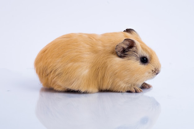 Brown guinea pig on white isolated