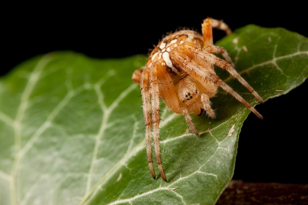 Brown and hairy spider with white cross on the green leaf look down