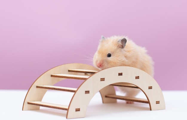 Brown hamster play things for hamsters on pink background