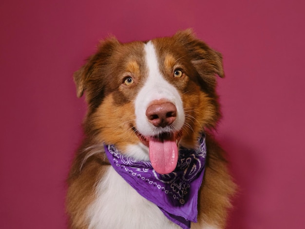 Brown happy Australian Shepherd wears lilac bandana smiles portrait of tourist or traveler