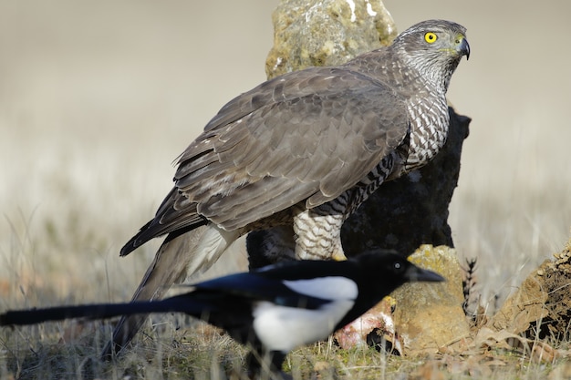 Brown hawk in a grassy field with on blurred greenery