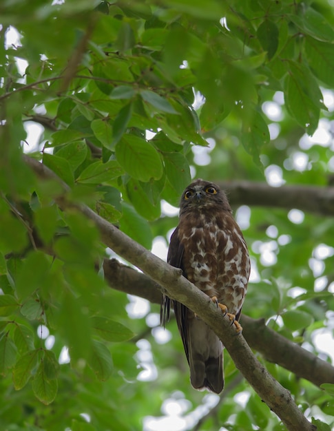 Brown Hawk Owl perch on the tree in nature