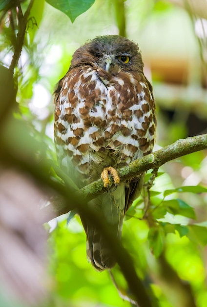 Brown hawkowl sleeps with one eye open Owl closeup portrait photograph