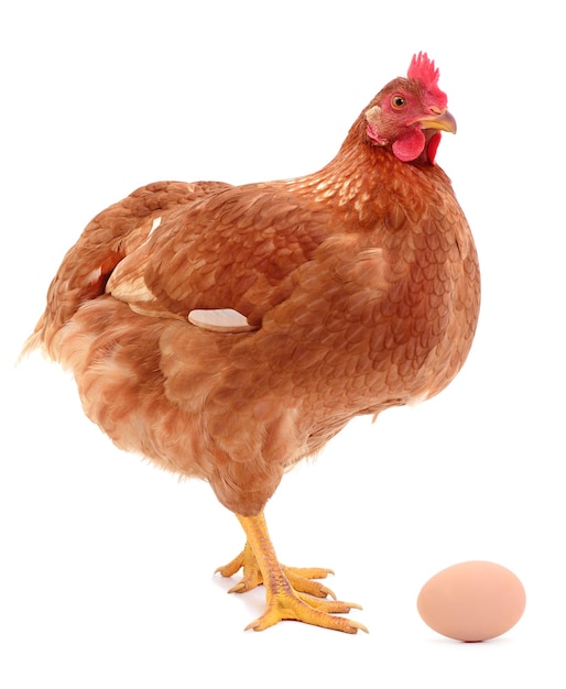 Brown hen and egg isolated