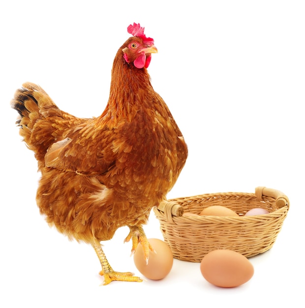 Brown hen and eggs isolated