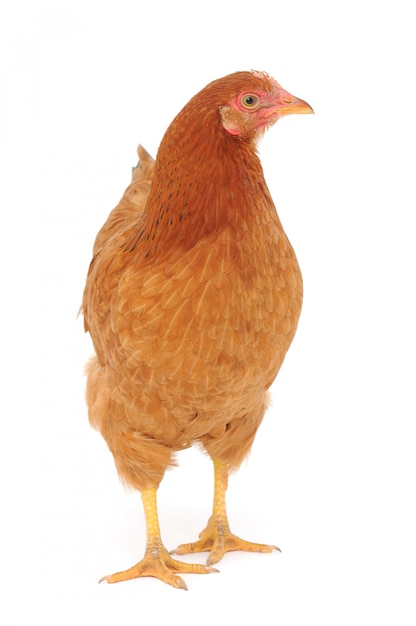 Brown hen isolated in background