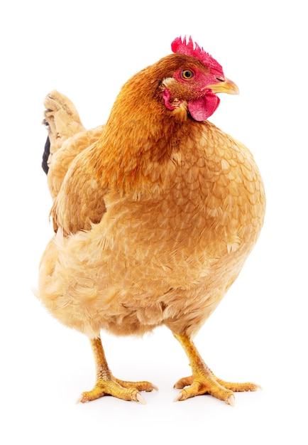 Brown hen isolated on white, studio shot