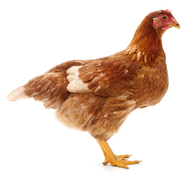 Brown hen isolated