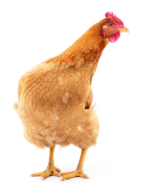 Brown hen isolated