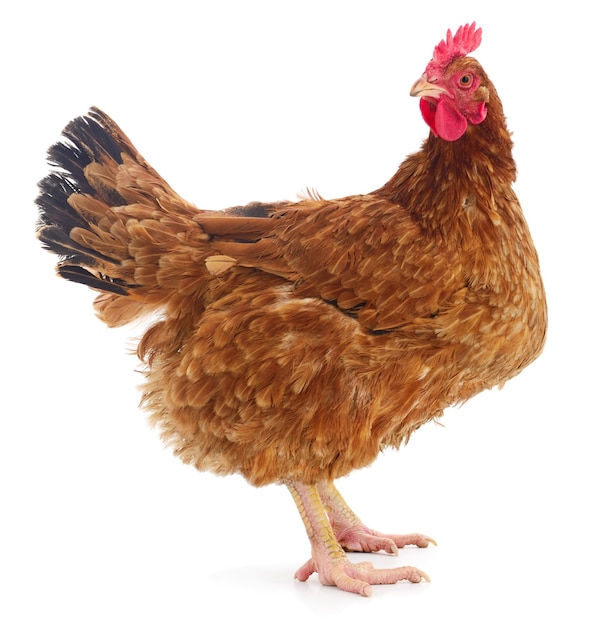 Brown hen isolated