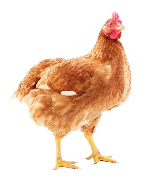 Brown hen isolated