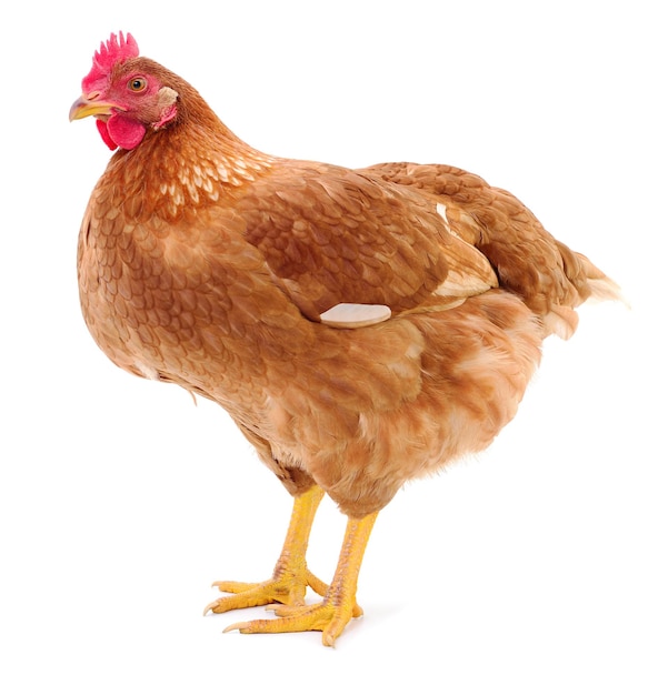 Brown hen isolated