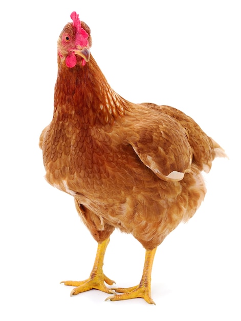 Brown hen isolated