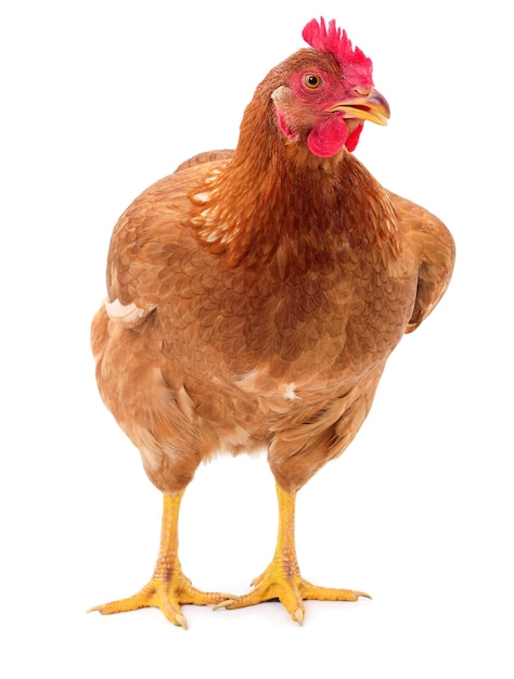 Brown hen isolated