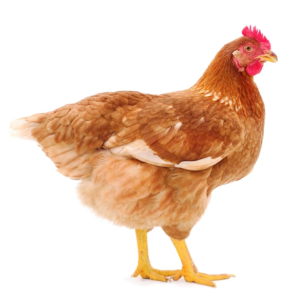 Brown hen isolated