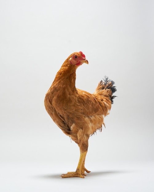 Photo brown hen looking side isolated on white background studio shot