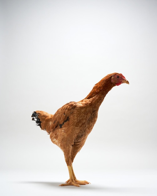 Photo brown hen side view isolated on white studio shot