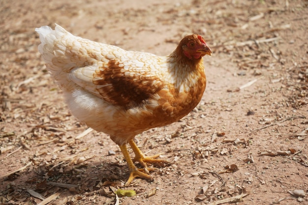 brown hen in the yard looking for food