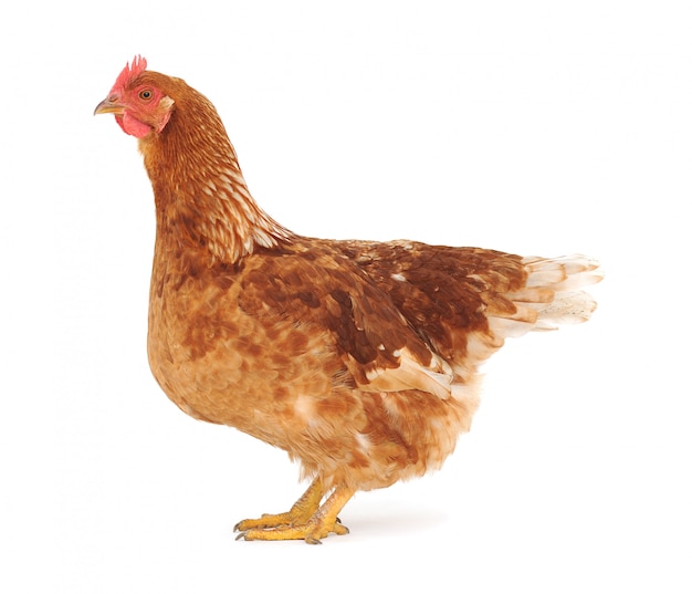 Brown hen