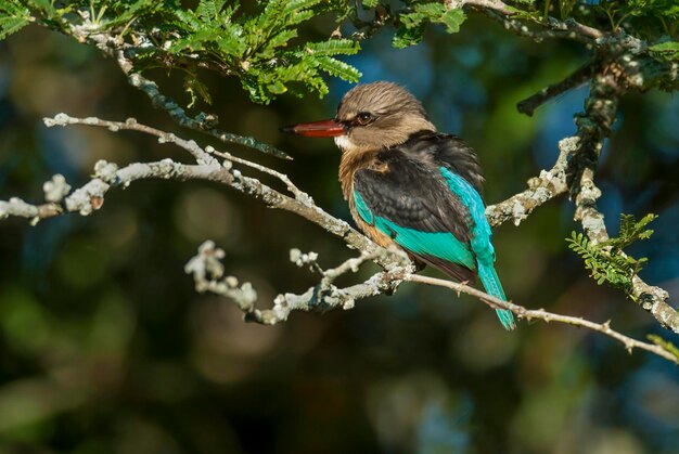 Brown hooded Kingfisher Kruger National Park South Africa