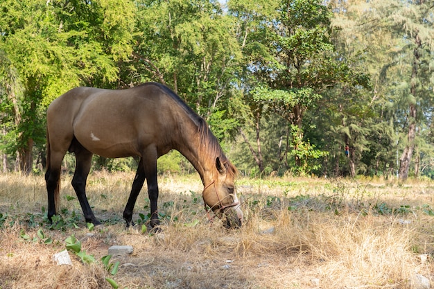 Brown horse eating grass