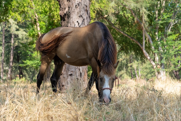 Brown horse eating grass