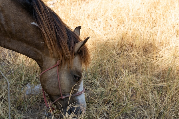 Brown horse eating grass