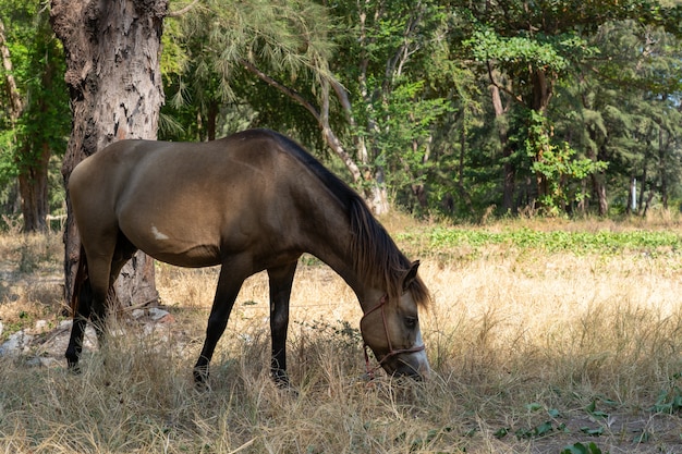 Brown horse eating grass